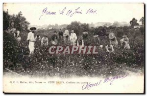 Grasse - Cote d & # 39Azur - picking Jasmines - Old Postcard TOP