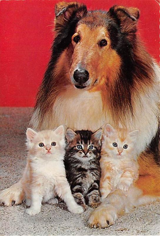 Dog & Kittens - 