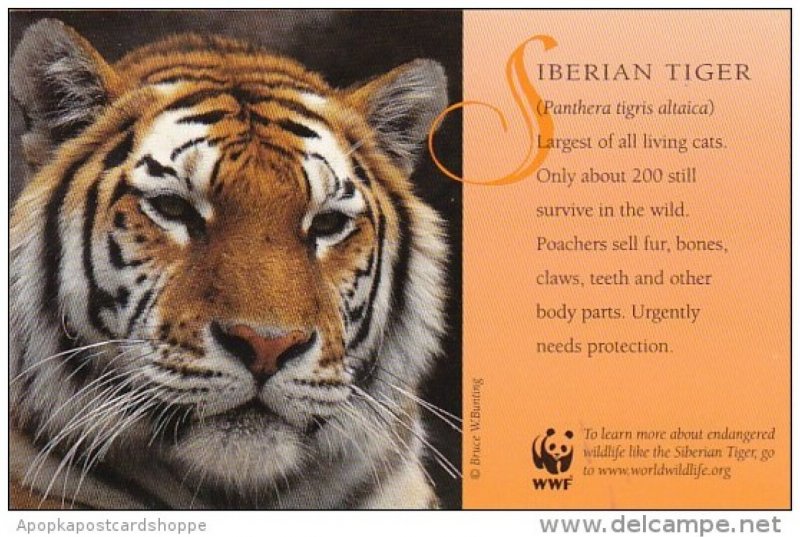 Siberian Tiger World Wildlife Organization