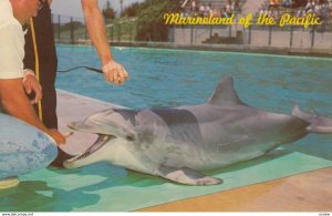 Dolphins , Marineland of the Pacific , California , 1967