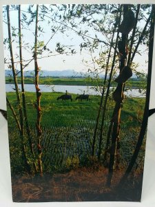 Quang Binh Countryside Phong Canh Vietnam Photo by Minh Lóc Vintage Postcard