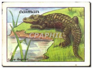 Image Caiman This Is Terrible Reptile Parent From Crocodile