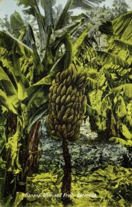 bermuda, Banana Tree and Fruit (1930) Postcard