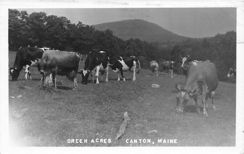 F21/ Canton Maine RPPC Postcard 1950 Green Acres Cow Pasture