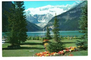 Iceland Poppies, Lake Louise, Alberta