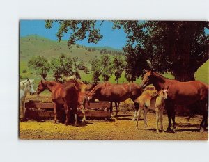 Postcard Spring Scene At A Horse Ranch