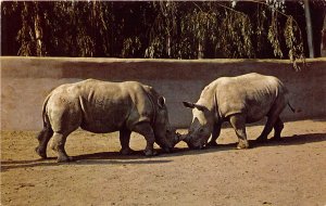 San Diego California 1960s Postcard Animal Color SeriesWhite Rhinoceros