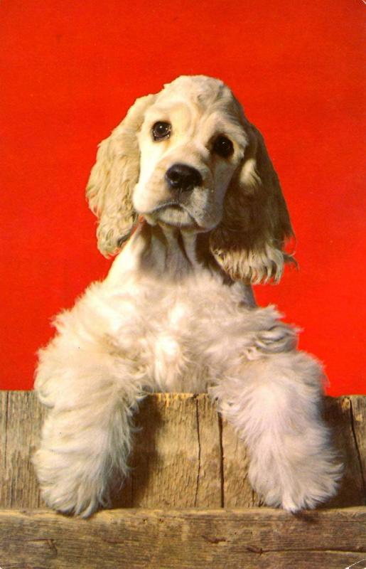 Cocker Spaniel