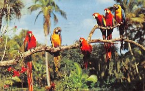 Colorful Brazilian Macaws, McKee Jungle Gardens Vero Beach, Florida