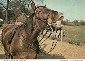 Northaw Laughing Horse Hertfordshire Postcard