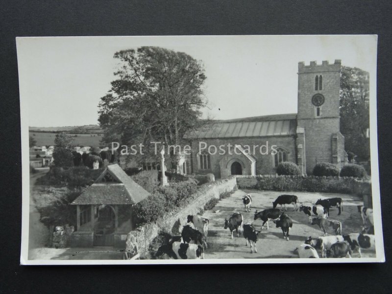 Dorset PRESTON St Andrews Church & Cattle Herd Old RP Postcard by Walter Scott