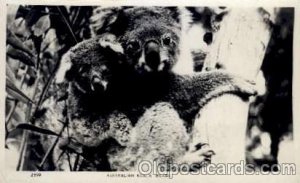 Bear, Koala Bears writing on back light crease left bottom corner tip, indent...