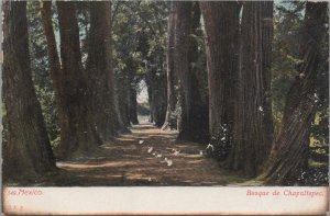 Postcard Bosque de Chapultepec Mexico