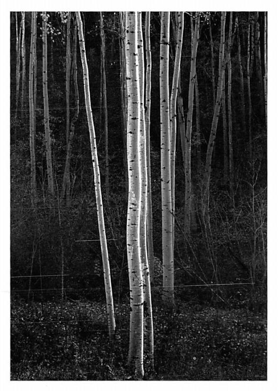 Aspens - Northern New Mexico