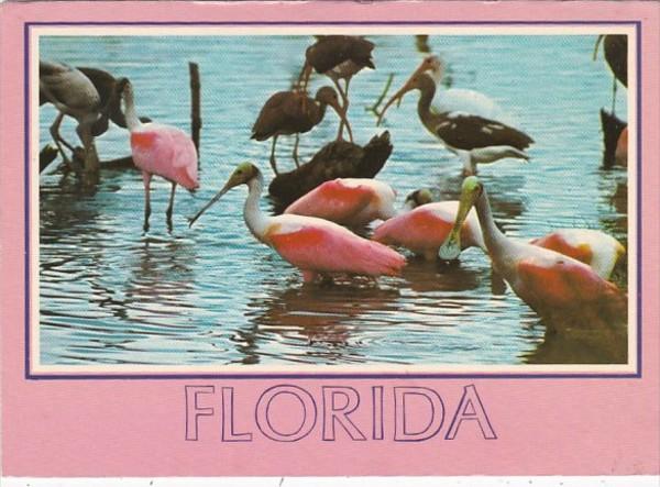 Florida Birds Roseate Spoonbills