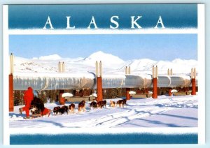 TRANS ALASKA PIPELINE near Paxson, AK ~ TIM OSMAR Sled Dog Team  4x6 Postcard