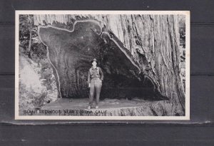 CALIFORNIA, EUREKA, GIANT REDWOOD TREE, c1930 ppc., unused.