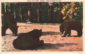 Vintage Postcard Black Bears on the Wild Forest Animals Good Wishes Card