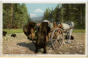 BLOW OUT SALE!  DETROIT PUBLISHING CO., YELLOWSTONE NATIONAL PARK