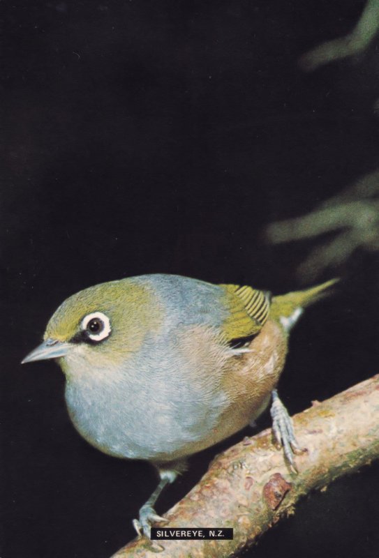 Silvereye Zosterops Lateralis New Zealand Bird Postcard