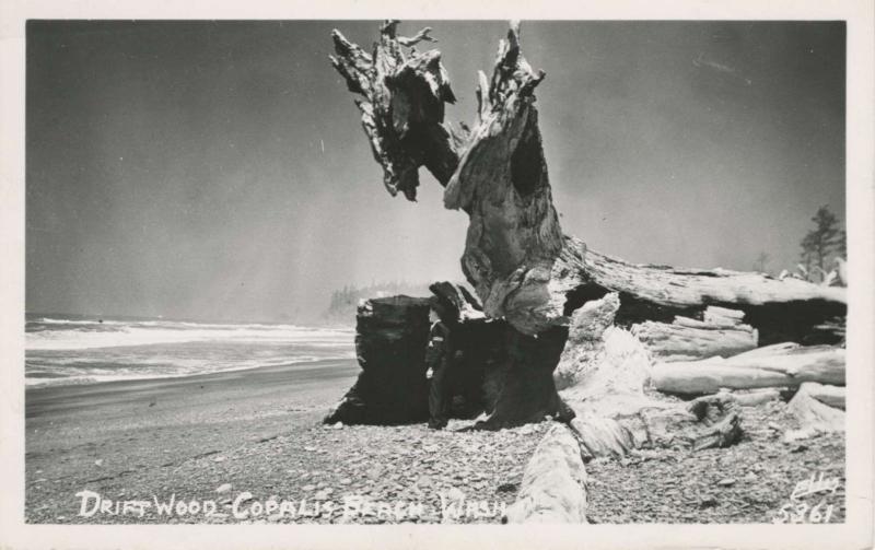 Driftwood Copalis Beach Washington WA Ellis 5361 Unused Real Photo Postcard E9