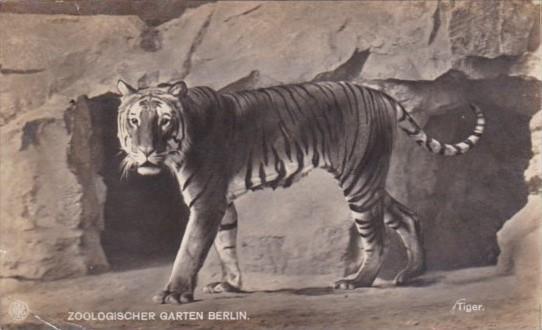 Tiger At Zoological Garden Berlin Germany Real Photo