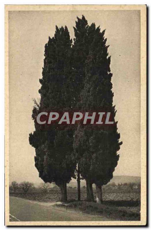 Old Postcard Saint Raphael Les Trois Cypres