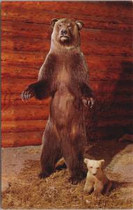 Grizzly Bear & Cub Luxton Museum Banff Alberta AB Glenbow Vintage Postcard D34