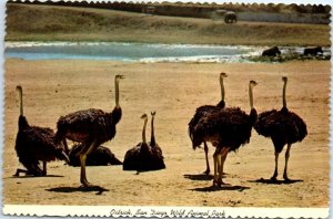 Postcard - Ostrich, San Diego Wild Animal Park - San Diego, California