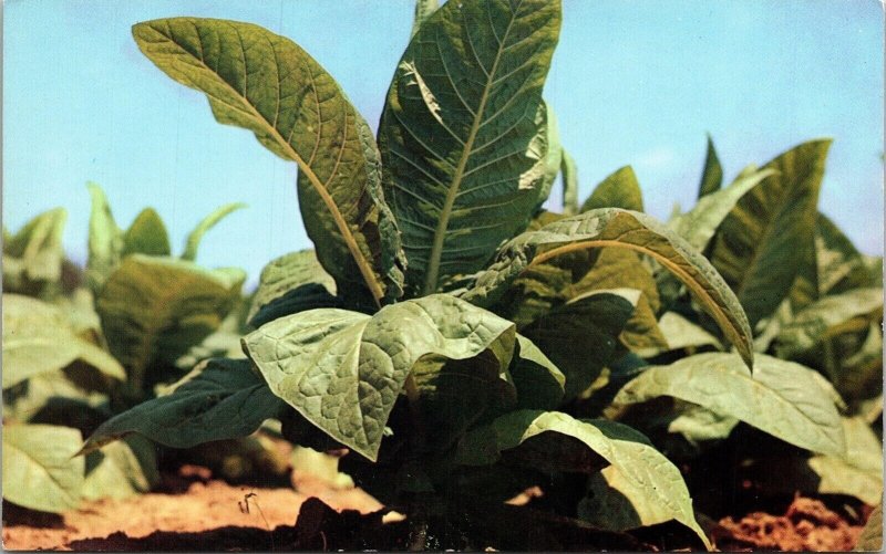 Tobacco Plant Postcard Plastichrome UNP VTG Unused Vintage 