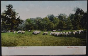 Hartford, CT - Sheep at Elizabeth Park