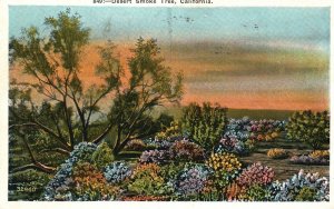 Vintage Postcard 1936 Desert Smoke Tree Scenic Beautiful Wild Flowers California