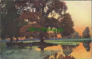 Nature Postcard - Trees, Dresden, Grosser Garten im Herbst. German   RS37135