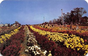 Mums by Paschke North East, Pennsylvania PA s 