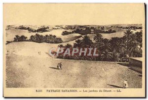 Old Postcard Landscape Sahara Desert Gardens