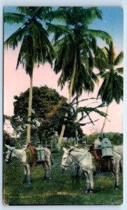 Milk Carriers Horses rural scene COSTA RICA Postcard