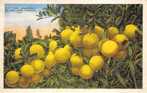 52 grapefruit on one limb Florida, USA Florida Oranges 1936 