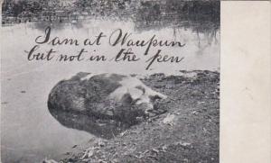 Wisconsin Humour Pigs I Am At Waupun But Not In The Pen 1909