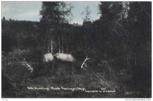 Elk Hunting, Rock Springs, Wyoming,  00-10s