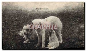 Old Postcard Dog Dogs Pyrenees mountains