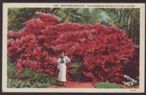 Azaleas in Full Bloom Postcard 