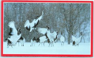 M-36490 National Geographic Society Japanese Cranes Hokkaido Japan