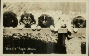 Adorable Husky Puppy Dogs in Alaska AK c1910 Real Photo Postcard