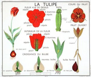 Garden Tulip Flower School Lesson Wall La Tulipe Chart Postcard