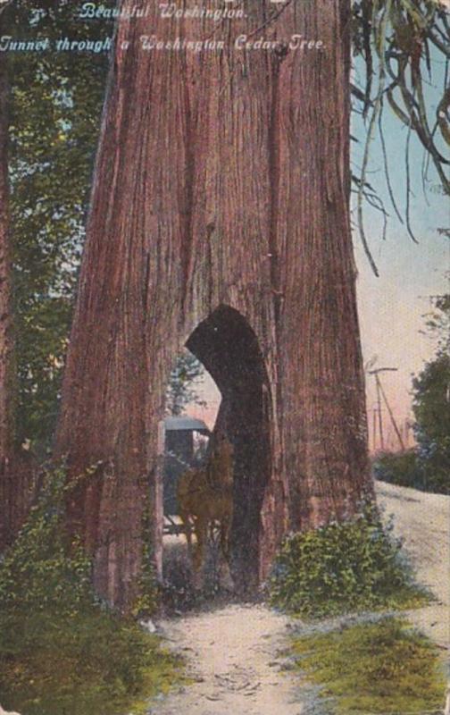 Washington Tunnel Through A Cedar Tree Curteich