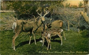 Postcard C-1910 Colorado Pueblo Deer Fawn Mineral Palace Park Hyde 22-12268