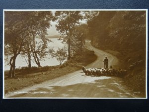 Cumbria ULLSWATER Shepherd Herd near Stybarrow c1914 RP Postcard by Judges 2063