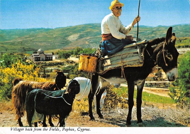 B96507 the villager cyprus goat donkey villager back from the fields paphos