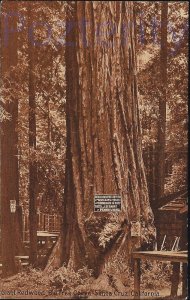 GIANT BIG  TREE GROVE SANTA CRUZ #2 CALIFORNIA
