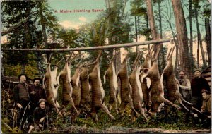 Maine Hunting Scene, Hunters With Hung Deer Vintage Postcard Z26